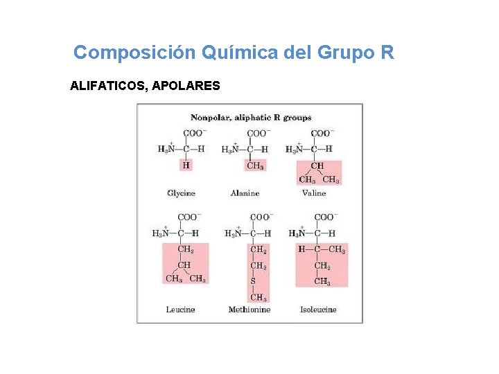 Composición Química del Grupo R ALIFATICOS, APOLARES 