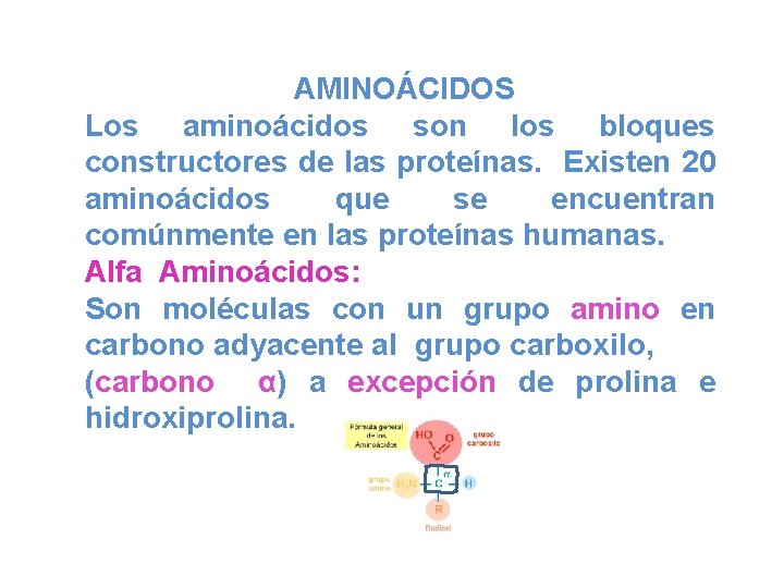 AMINOÁCIDOS Los aminoácidos son los bloques constructores de las proteínas. Existen 20 aminoácidos que