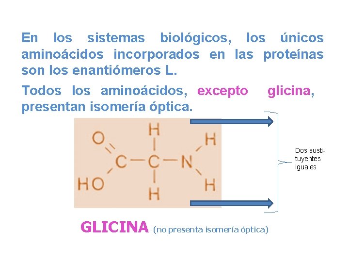 En los sistemas biológicos, los únicos aminoácidos incorporados en las proteínas son los enantiómeros