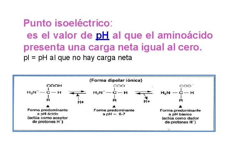 Punto isoeléctrico: es el valor de p. H al que el aminoácido presenta una