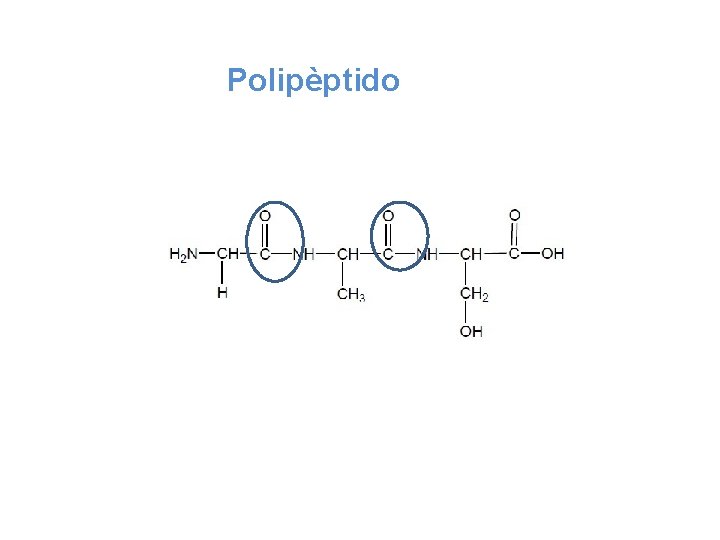 Polipèptido 