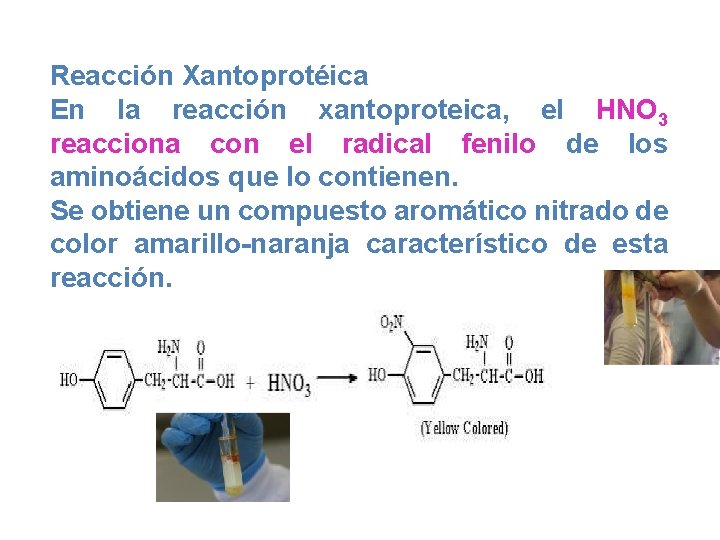 Reacción Xantoprotéica En la reacción xantoproteica, el HNO 3 reacciona con el radical fenilo