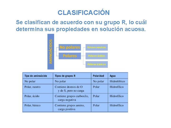 CLASIFICACIÓN Se clasifican de acuerdo con su grupo R, lo cuál determina sus propiedades