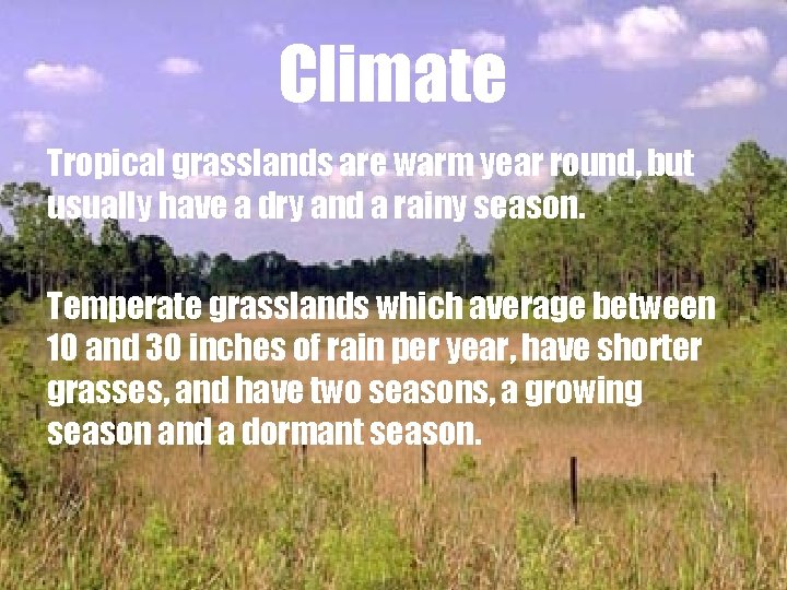 Climate Tropical grasslands are warm year round, but usually have a dry and a