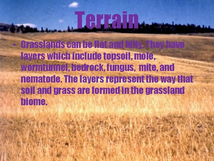 Terrain • Grasslands can be flat and hilly. They have layers which include topsoil,