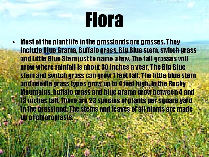 Flora • Most of the plant life in the grasslands are grasses. They include