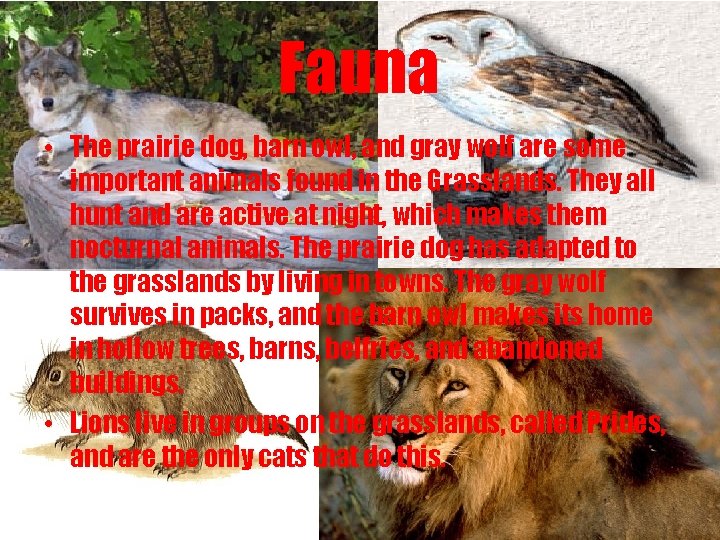 Fauna • The prairie dog, barn owl, and gray wolf are some important animals