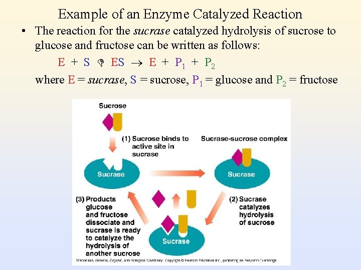 Example of an Enzyme Catalyzed Reaction • The reaction for the sucrase catalyzed hydrolysis