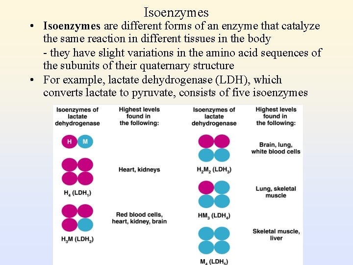 Isoenzymes • Isoenzymes are different forms of an enzyme that catalyze the same reaction