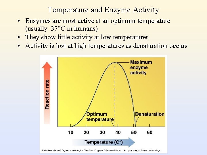 Temperature and Enzyme Activity • Enzymes are most active at an optimum temperature (usually