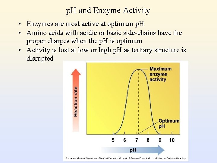 p. H and Enzyme Activity • Enzymes are most active at optimum p. H