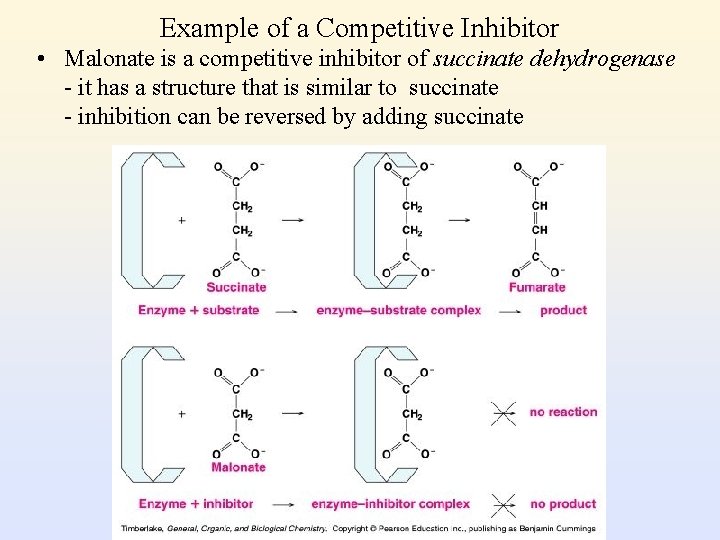 Example of a Competitive Inhibitor • Malonate is a competitive inhibitor of succinate dehydrogenase