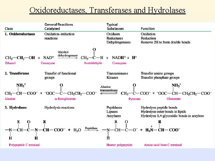 Oxidoreductases, Transferases and Hydrolases 