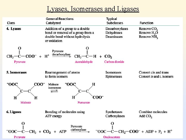 Lyases, Isomerases and Ligases 