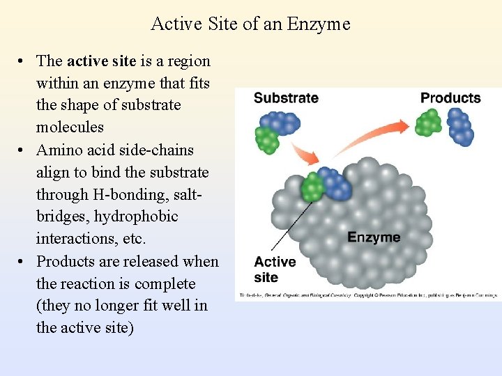 Active Site of an Enzyme • The active site is a region within an