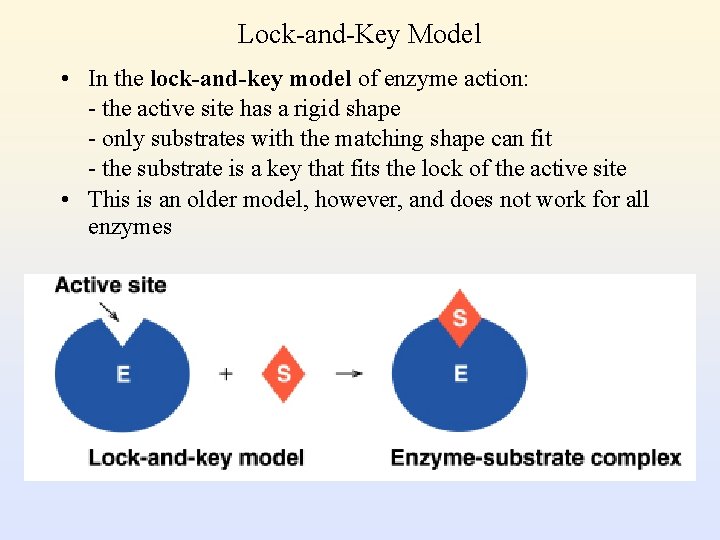 Lock-and-Key Model • In the lock-and-key model of enzyme action: - the active site