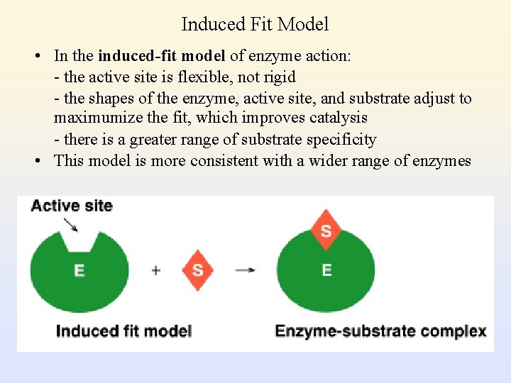 Induced Fit Model • In the induced-fit model of enzyme action: - the active