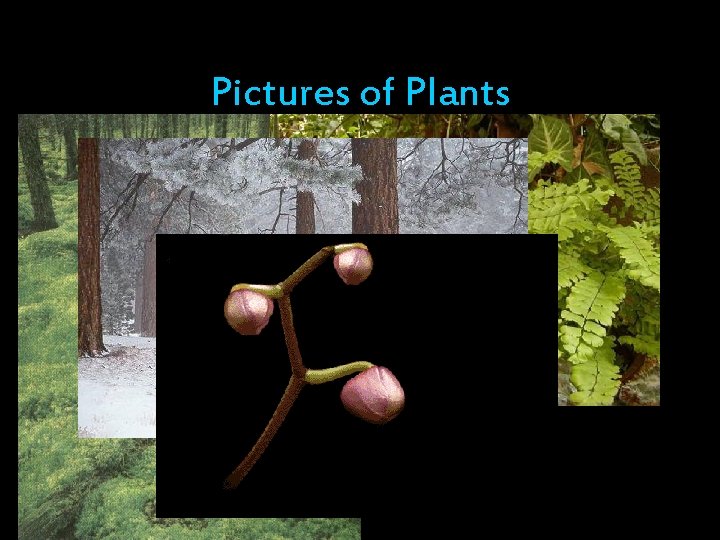 Pictures of Plants 