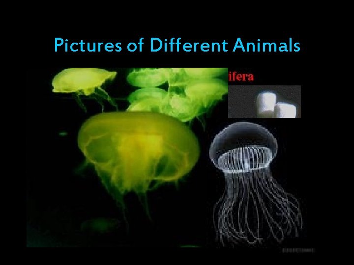 Pictures of Different Animals 