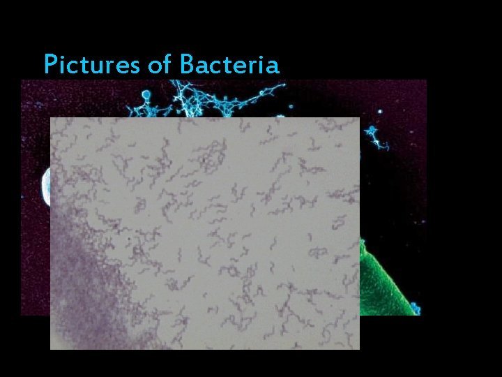Pictures of Bacteria 