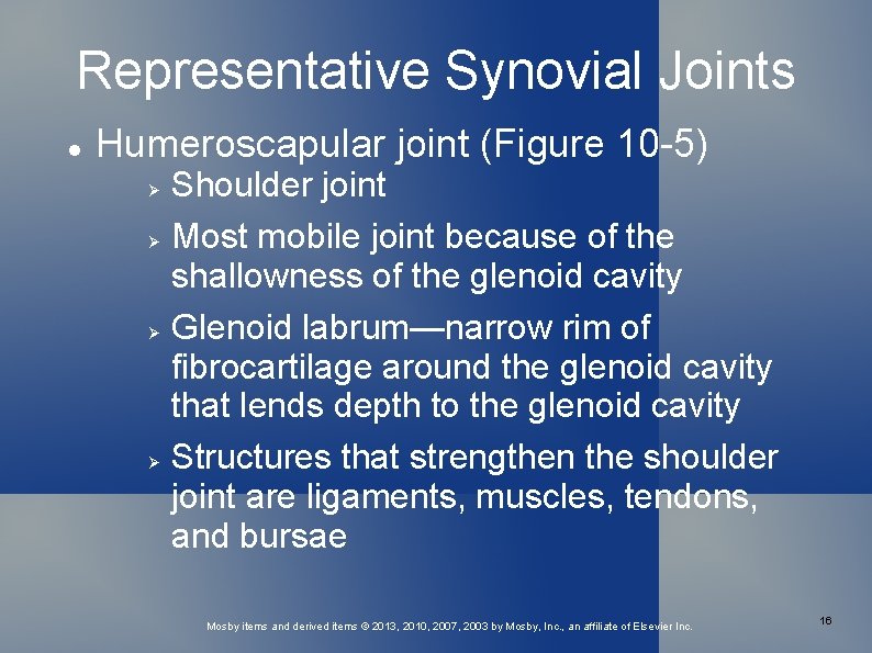 Representative Synovial Joints Humeroscapular joint (Figure 10 -5) Shoulder joint Most mobile joint because