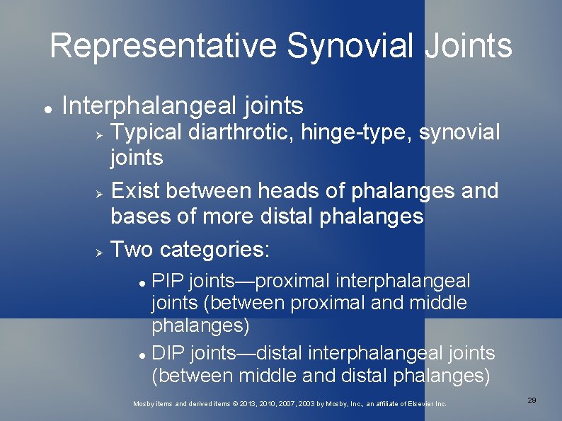 Representative Synovial Joints Interphalangeal joints Typical diarthrotic, hinge-type, synovial joints Exist between heads of