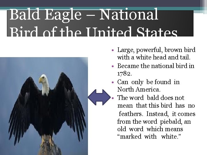 Bald Eagle – National Bird of the United States • Large, powerful, brown bird