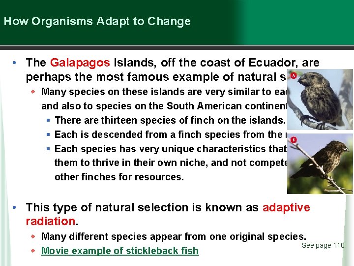 How Organisms Adapt to Change • The Galapagos Islands, off the coast of Ecuador,
