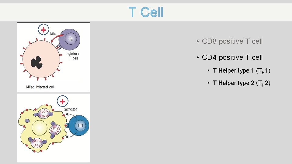 T Cell + • CD 8 positive T cell • CD 4 positive T