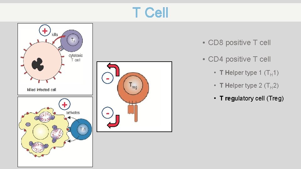 T Cell + • CD 8 positive T cell • CD 4 positive T