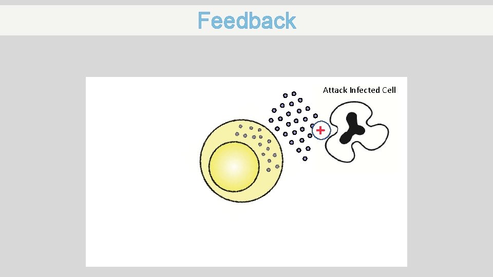 Feedback Attack Infected Cell + 