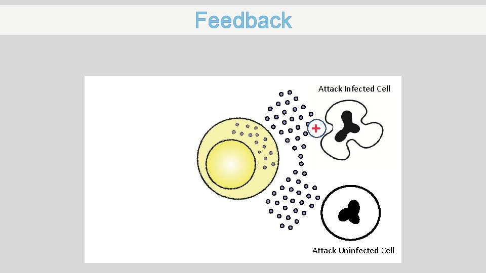 Feedback Attack Infected Cell + Attack Uninfected Cell 
