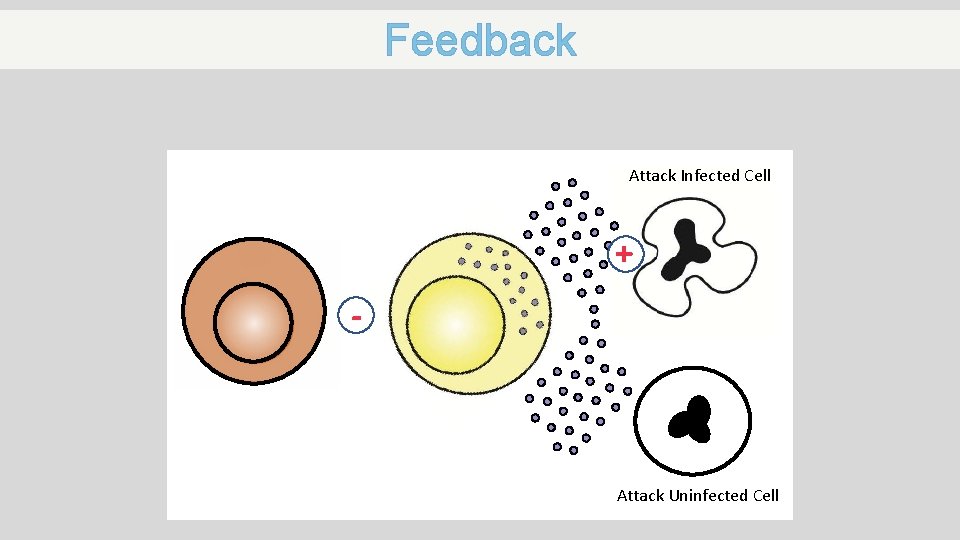 Feedback Attack Infected Cell + - Attack Uninfected Cell 