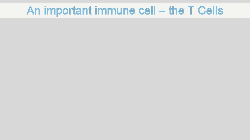 An important immune cell – the T Cells 