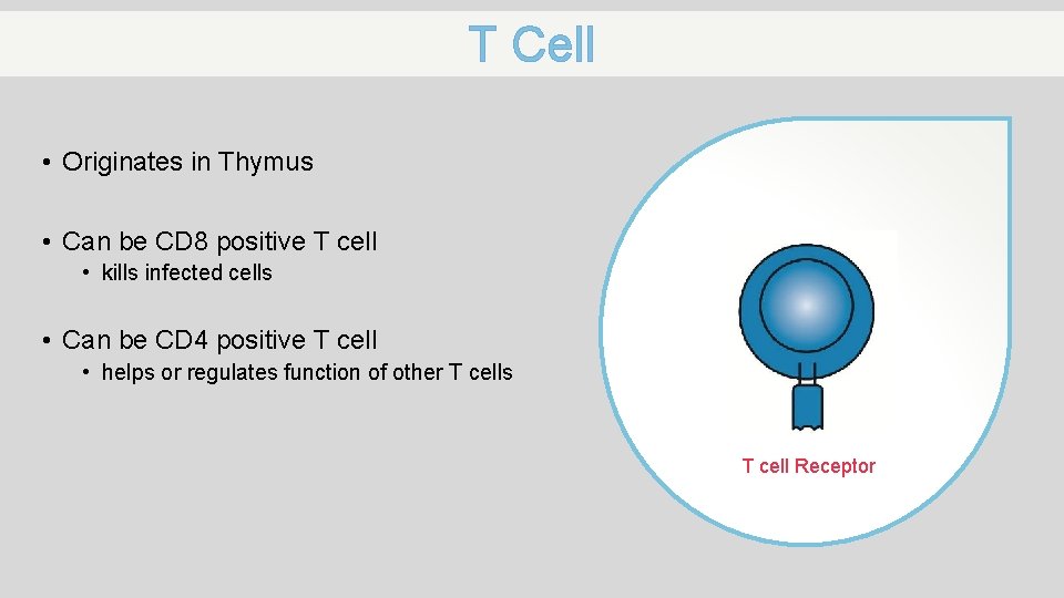 T Cell • Originates in Thymus • Can be CD 8 positive T cell