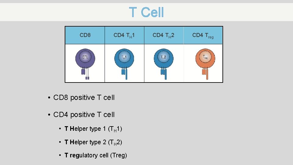 T Cell CD 8 CD 4 TH 1 • CD 8 positive T cell
