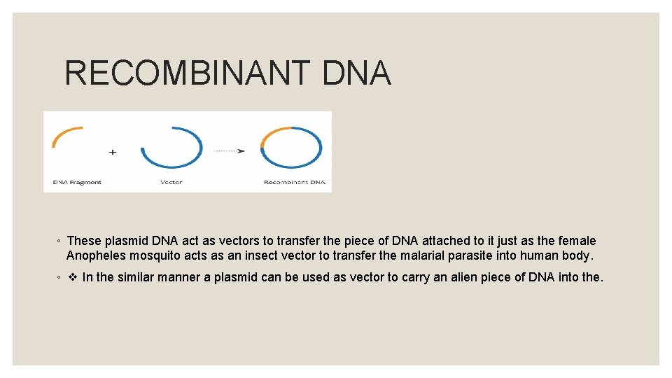 RECOMBINANT DNA ◦ These plasmid DNA act as vectors to transfer the piece of