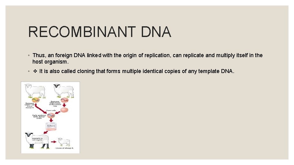 RECOMBINANT DNA ◦ Thus, an foreign DNA linked with the origin of replication, can