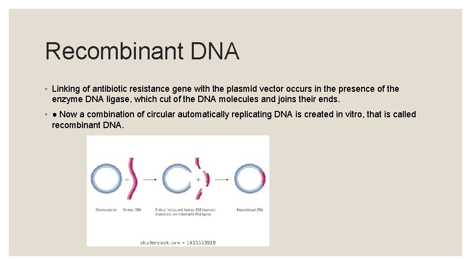 Recombinant DNA ◦ Linking of antibiotic resistance gene with the plasmid vector occurs in