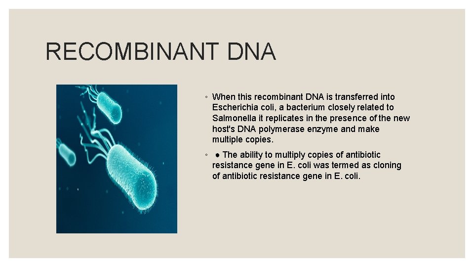 RECOMBINANT DNA ◦ When this recombinant DNA is transferred into Escherichia coli, a bacterium