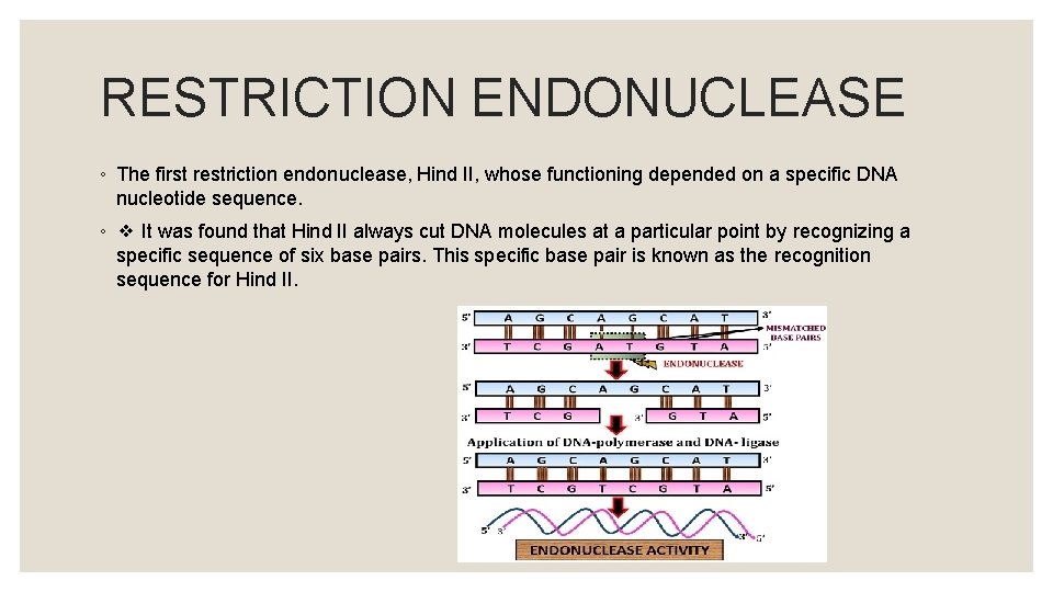 RESTRICTION ENDONUCLEASE ◦ The first restriction endonuclease, Hind II, whose functioning depended on a
