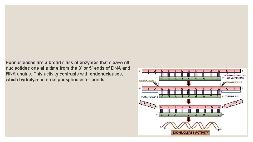 Exonucleases are a broad class of enzymes that cleave off nucleotides one at a
