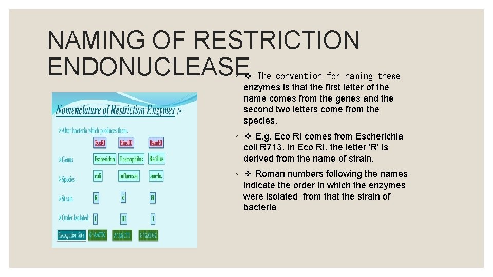 NAMING OF RESTRICTION ENDONUCLEASE ◦ ❖ The convention for naming these enzymes is that