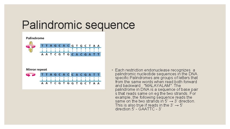 Palindromic sequence ◦ Each restriction endonuclease recognizes a palindromic nucleotide sequences in the DNA.