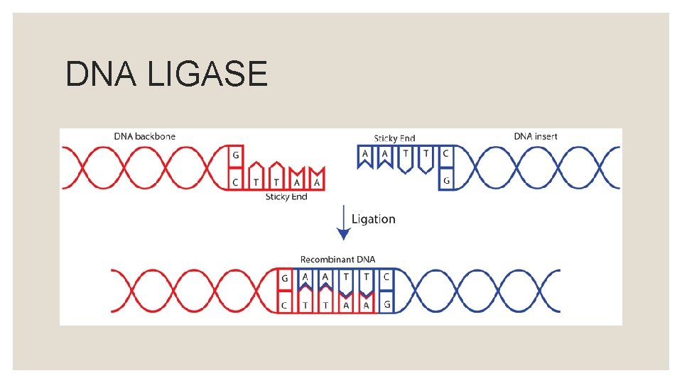 DNA LIGASE 