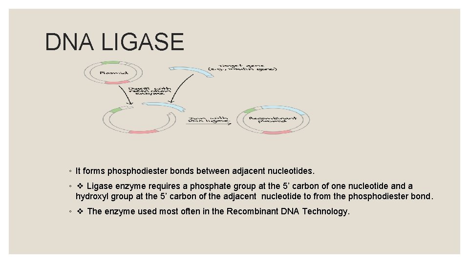 DNA LIGASE ◦ It forms phosphodiester bonds between adjacent nucleotides. ◦ ❖ Ligase enzyme