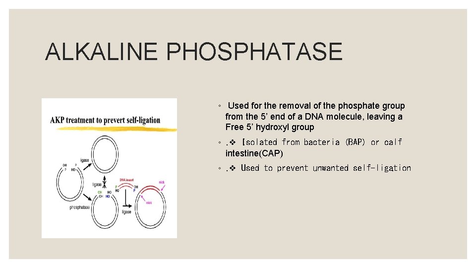 ALKALINE PHOSPHATASE ◦ Used for the removal of the phosphate group from the 5’