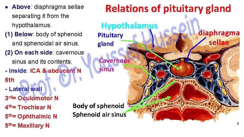 Relations of pituitary gland Above: diaphragma sellae separating it from the hypothalamus. Hypothalamus (1)