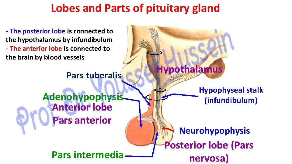 Lobes and Parts of pituitary gland - The posterior lobe is connected to the