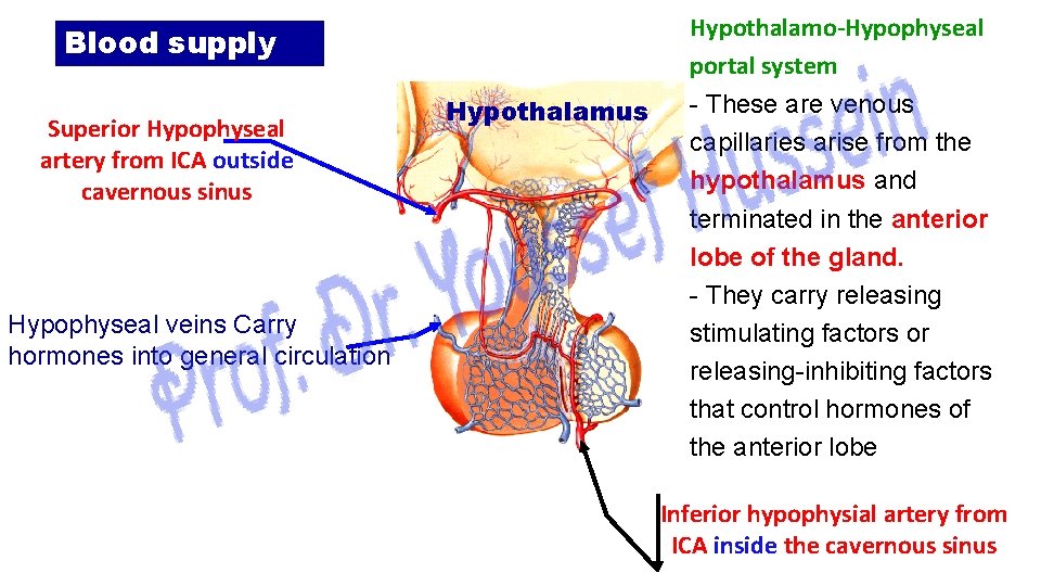 Hypothalamo-Hypophyseal portal system Blood supply Superior Hypophyseal artery from ICA outside cavernous sinus Hypophyseal